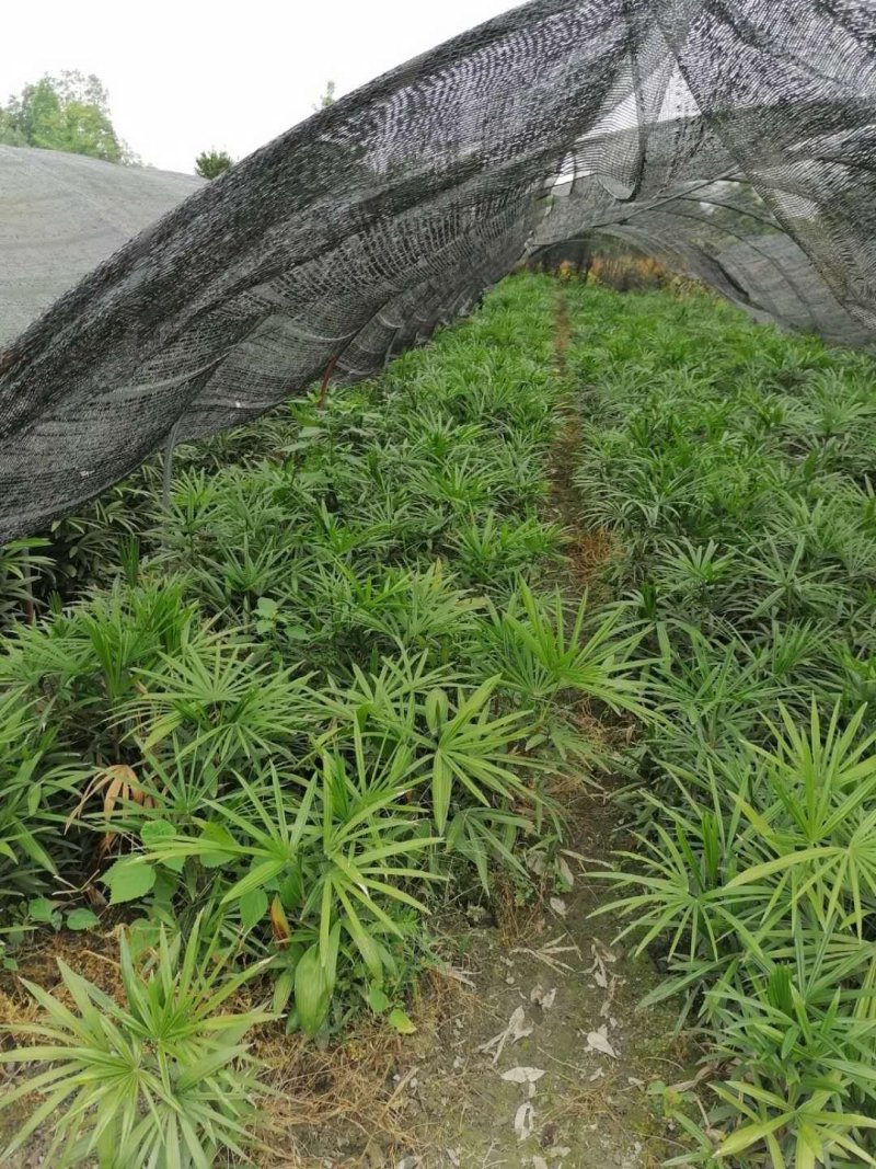 出售棕竹杯苗/地苗成都货30公分以上的高度