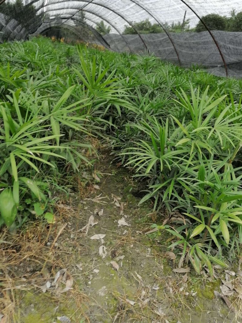 出售棕竹杯苗/地苗成都货30公分以上的高度