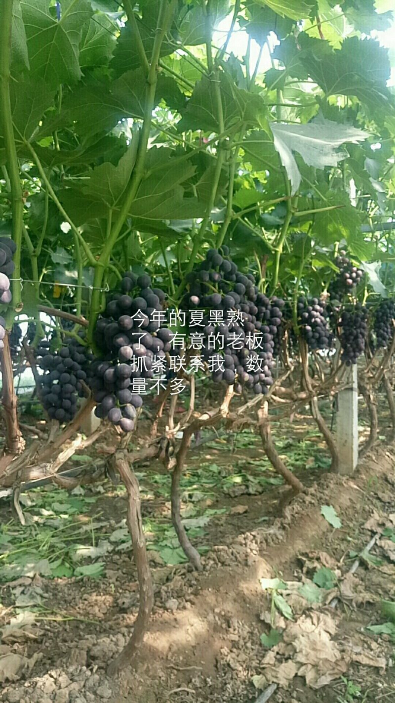 【精品夏黑】河南洛阳优质夏黑葡萄，产地直销大量供应中