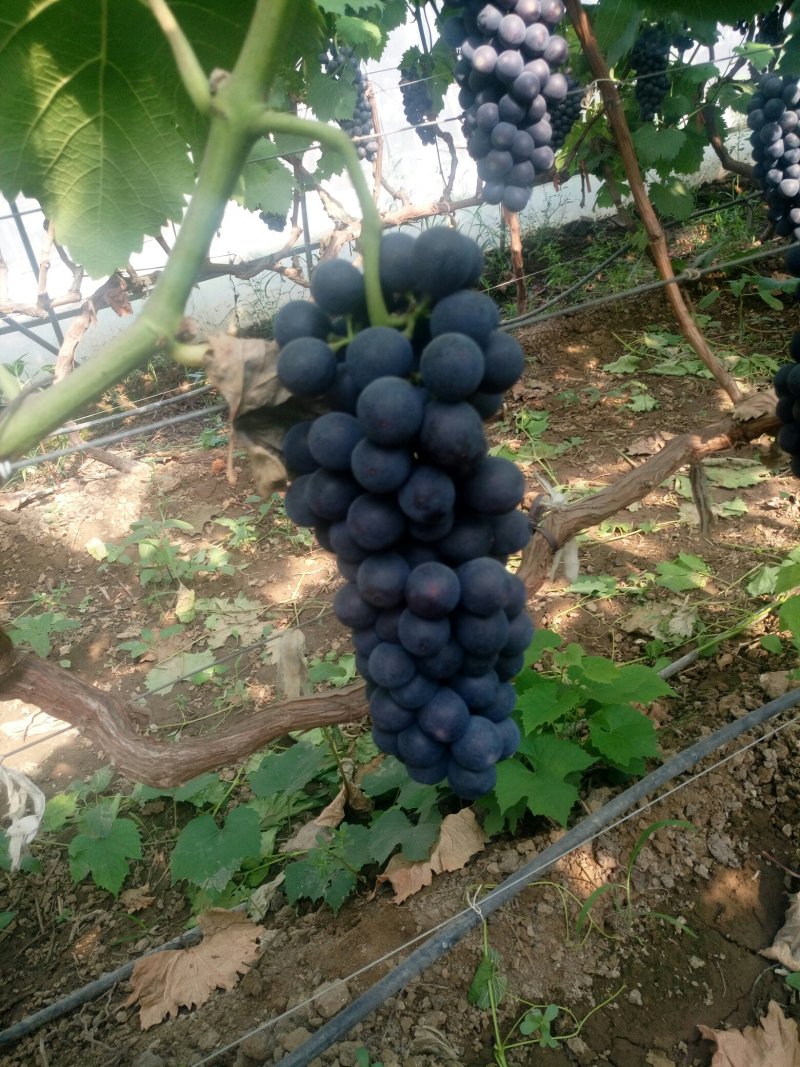 【精品夏黑】河南洛阳优质夏黑葡萄，产地直销大量供应中