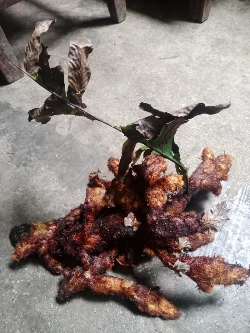 碎骨补。