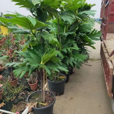 面包树，好货，好货，好货