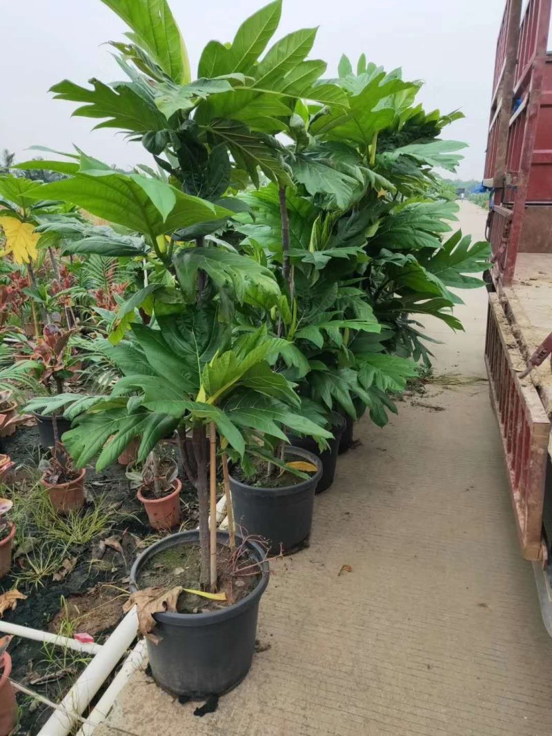 面包树，好货，好货，好货