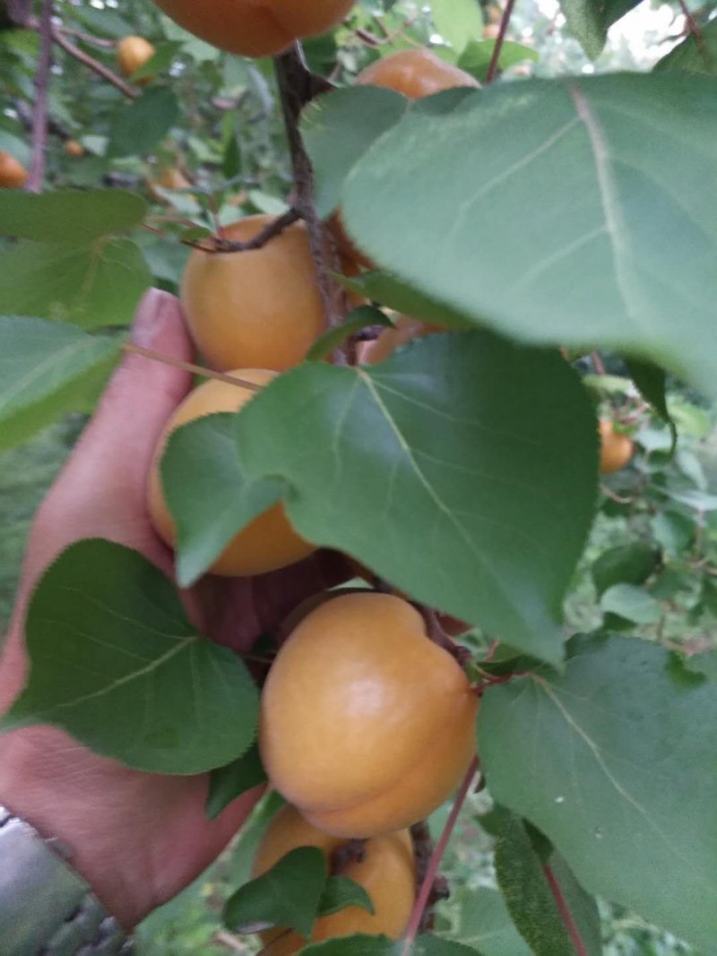 金太阳杏