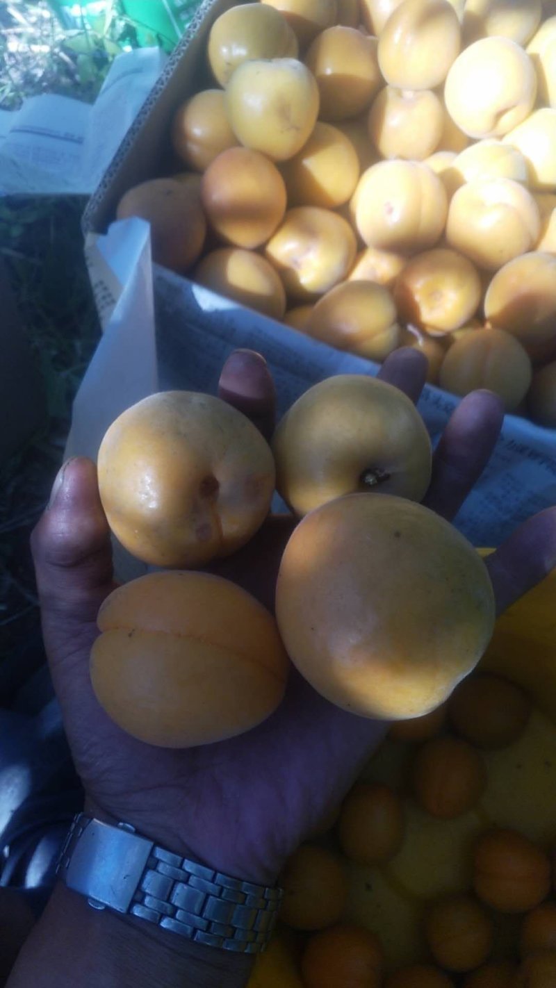 金太阳杏