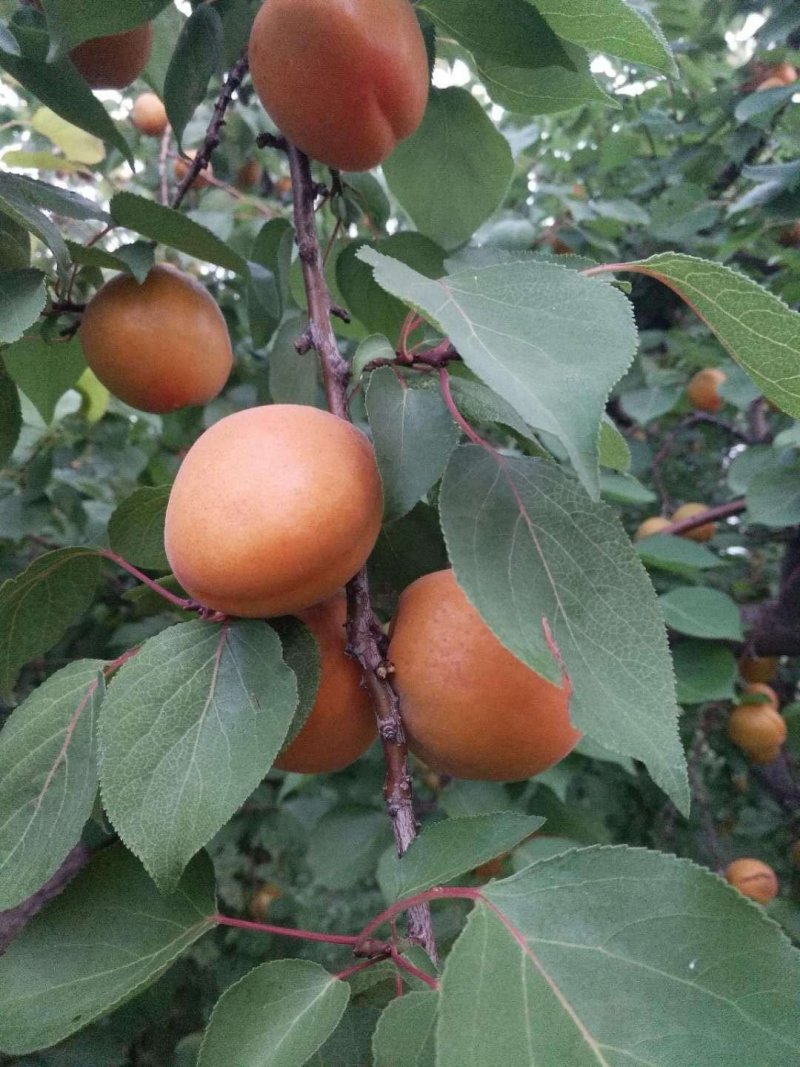 金太阳杏