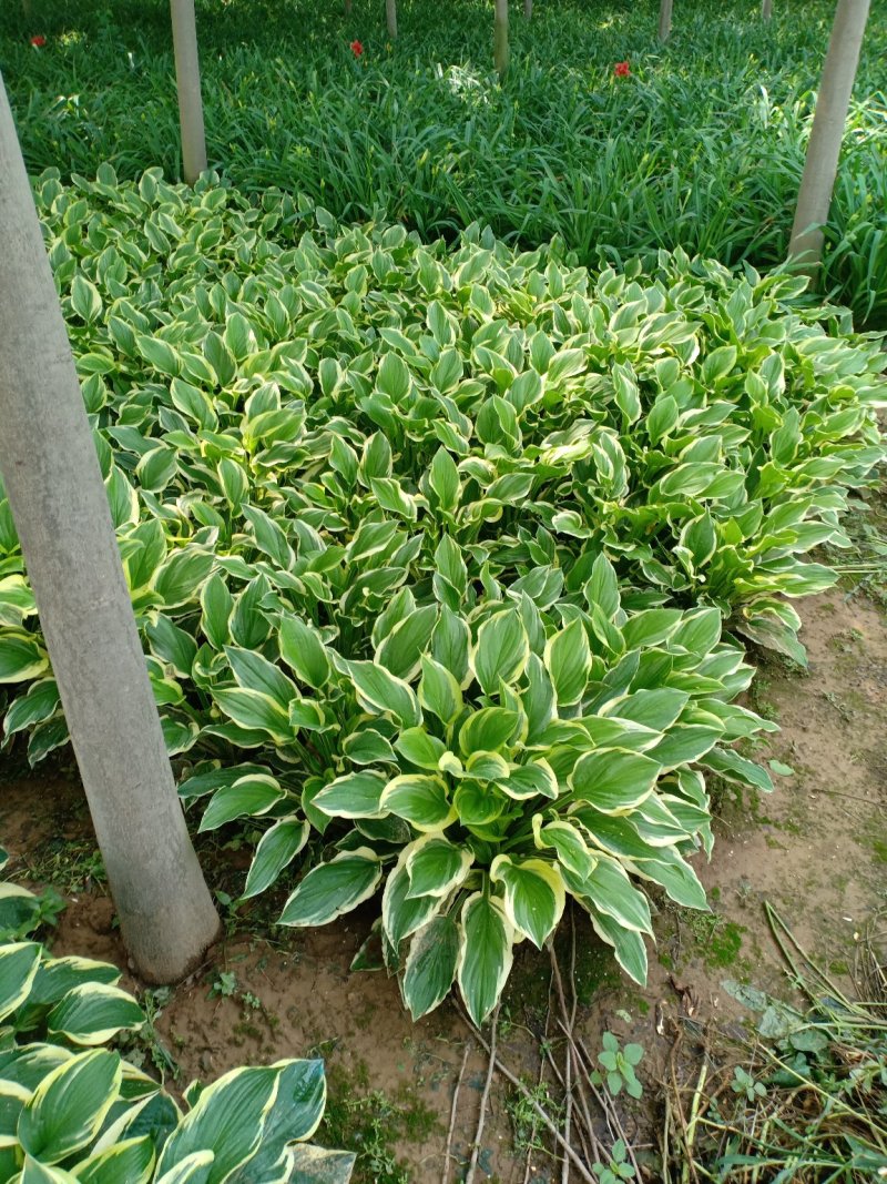 金边玉簪，一手货源，无中间商，量大从优，农户一手货源