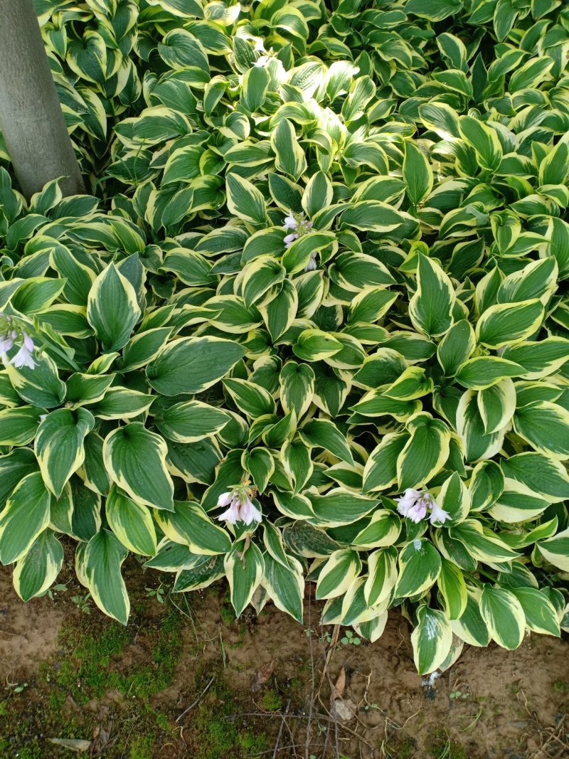 金边玉簪，一手货源，无中间商，量大从优，农户一手货源