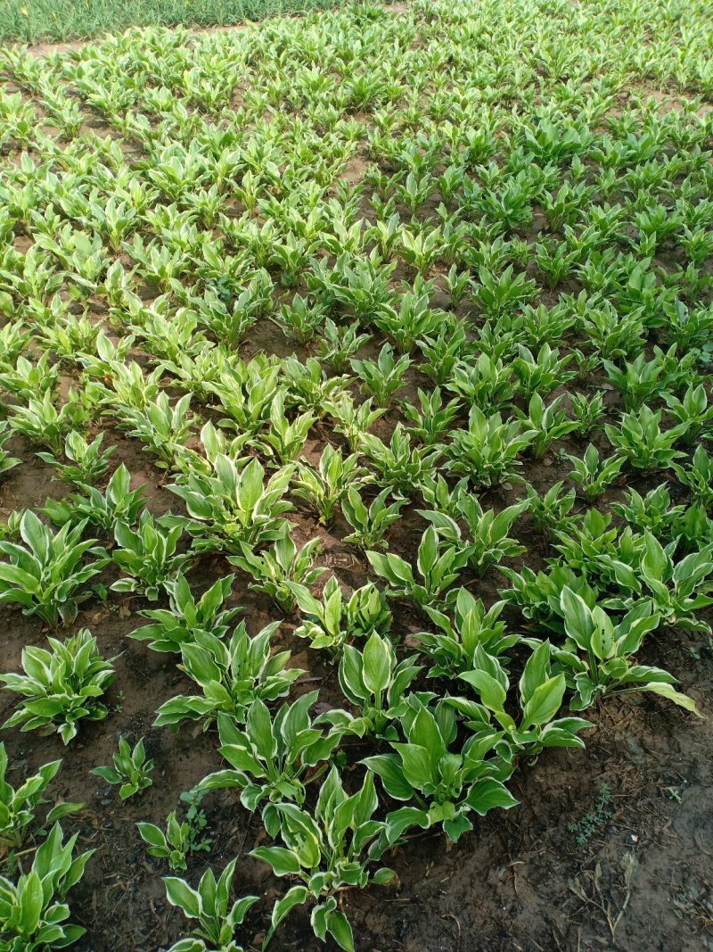 金边玉簪，一手货源，无中间商，量大从优，农户一手货源