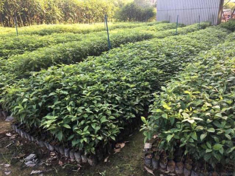 香樟树苗本地樟树优质好苗广州基地直供现货