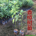 香樟树苗本地樟树优质好苗广州基地直供现货