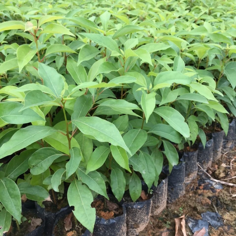 香樟树苗本地樟树优质好苗广州基地直供现货