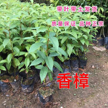 香樟树苗本地樟树优质好苗广州基地直供现货