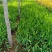 蝴蝶兰，一手货源，无中间商，量大从优，农户一手货源