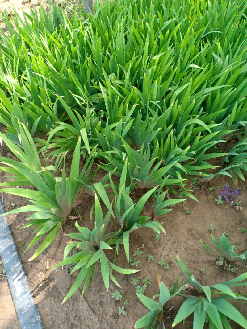 蝴蝶兰，一手货源，无中间商，量大从优，农户一手货源