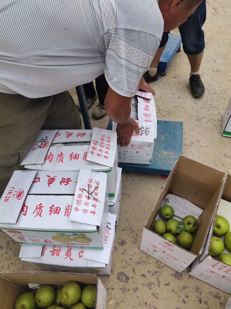 翠冠上市了