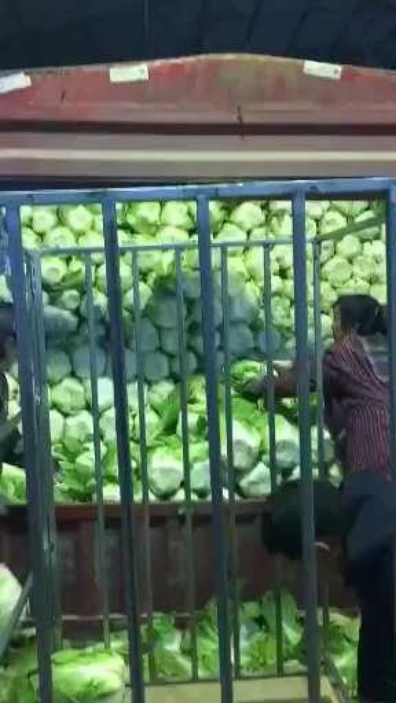 精品高山黄心山地王大白菜，支持打钱发货，可视频看货