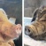 乌金猪出栏150头/280斤均重乌蒙山黑猪肉质优良