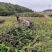 乌金猪出栏150头/280斤均重乌蒙山黑猪肉质优良