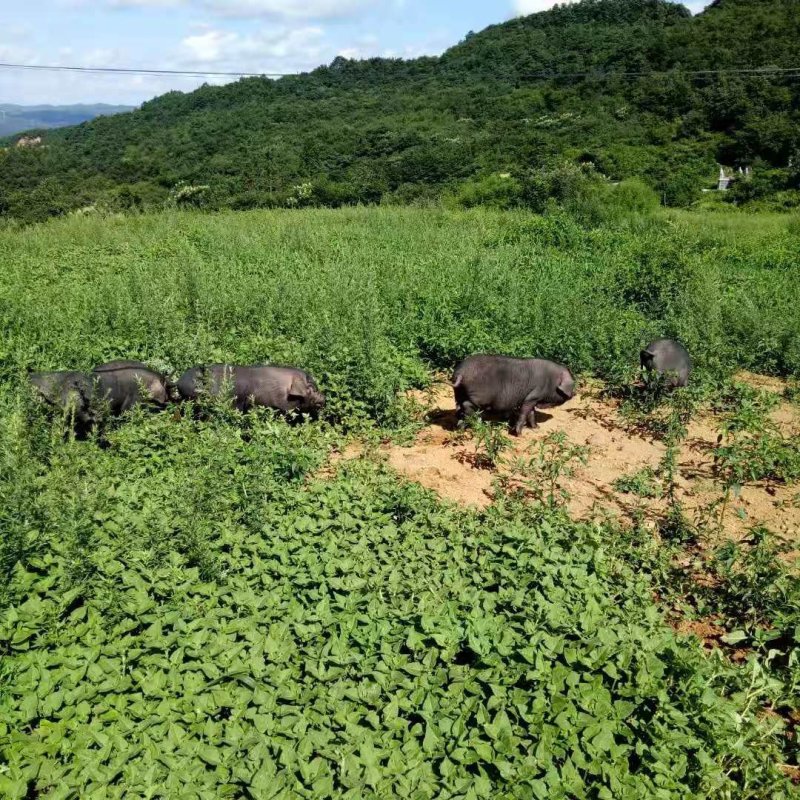 乌金猪出栏150头/280斤均重乌蒙山黑猪肉质优良