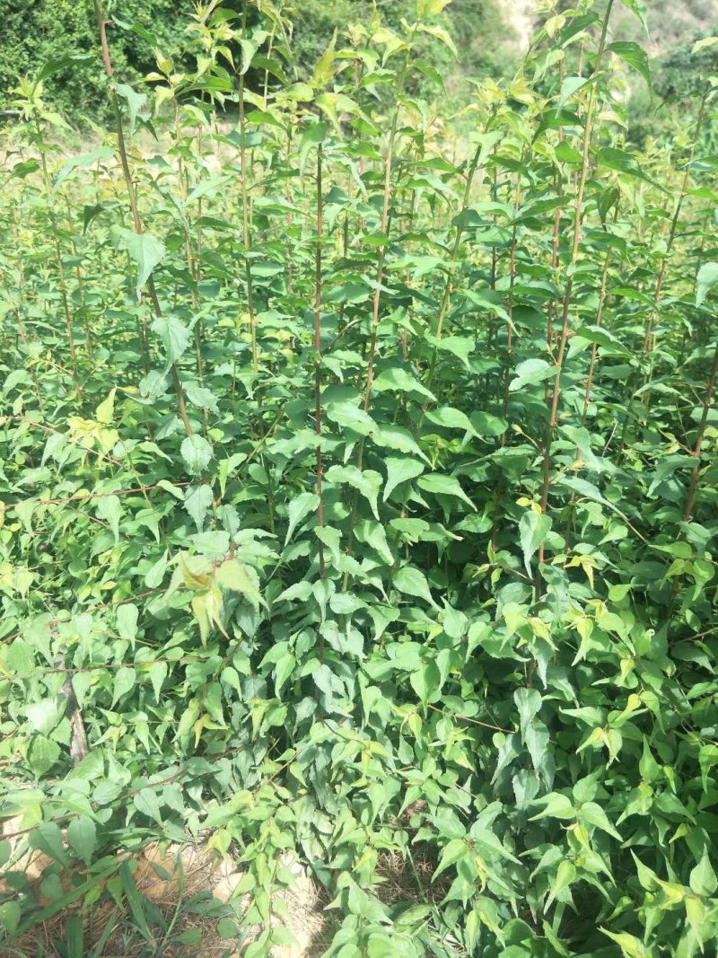 大量出售优质青梅苗可以批发，包邮，欢迎订购咨询