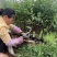 大量出售花椒苗