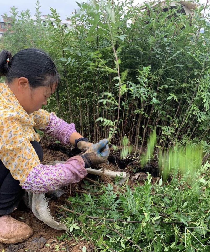 大量出售花椒苗