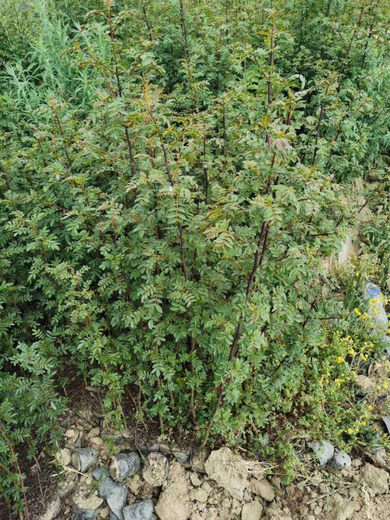 大量出售花椒苗