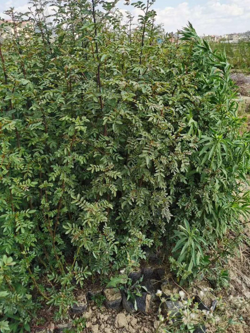 大量出售花椒苗