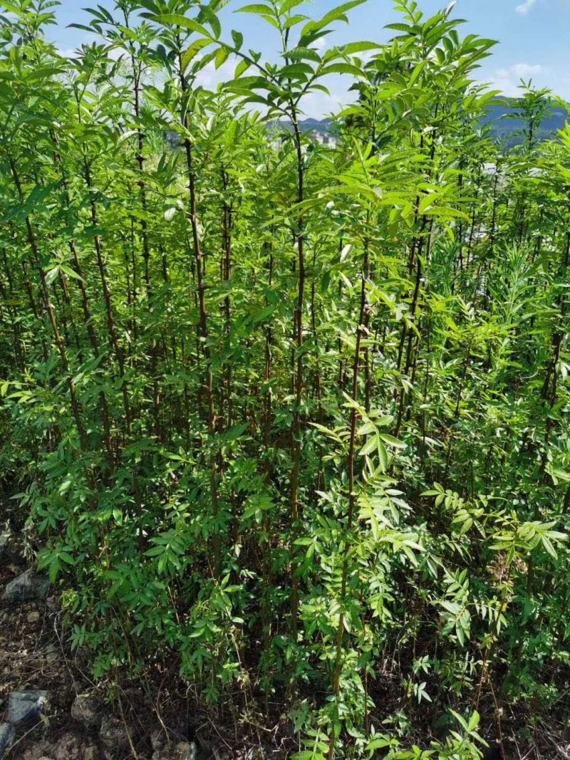 大量出售花椒苗