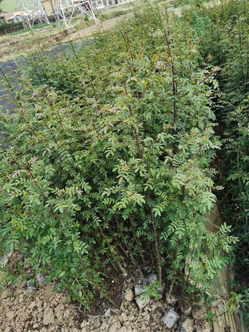 大量出售花椒苗