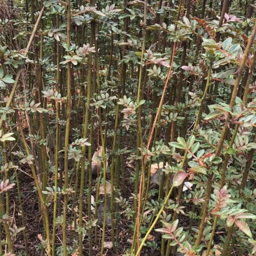 大量出售花椒苗