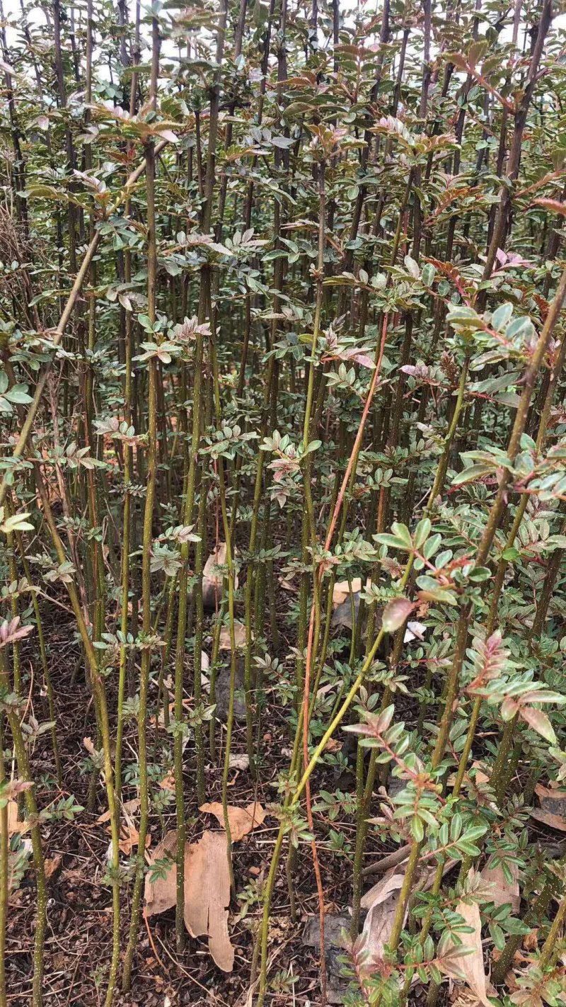 大量出售花椒苗