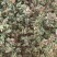 大量出售花椒苗