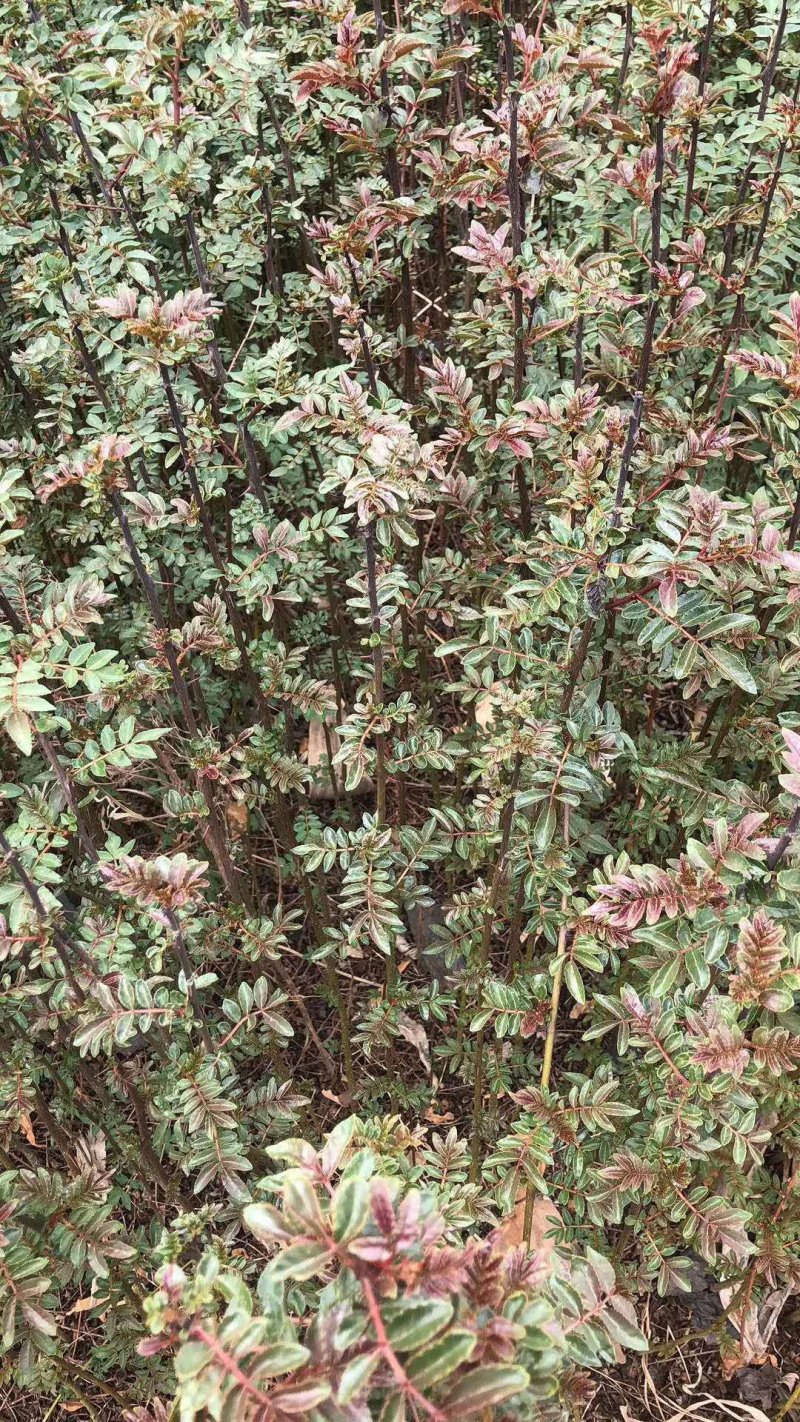 大量出售花椒苗