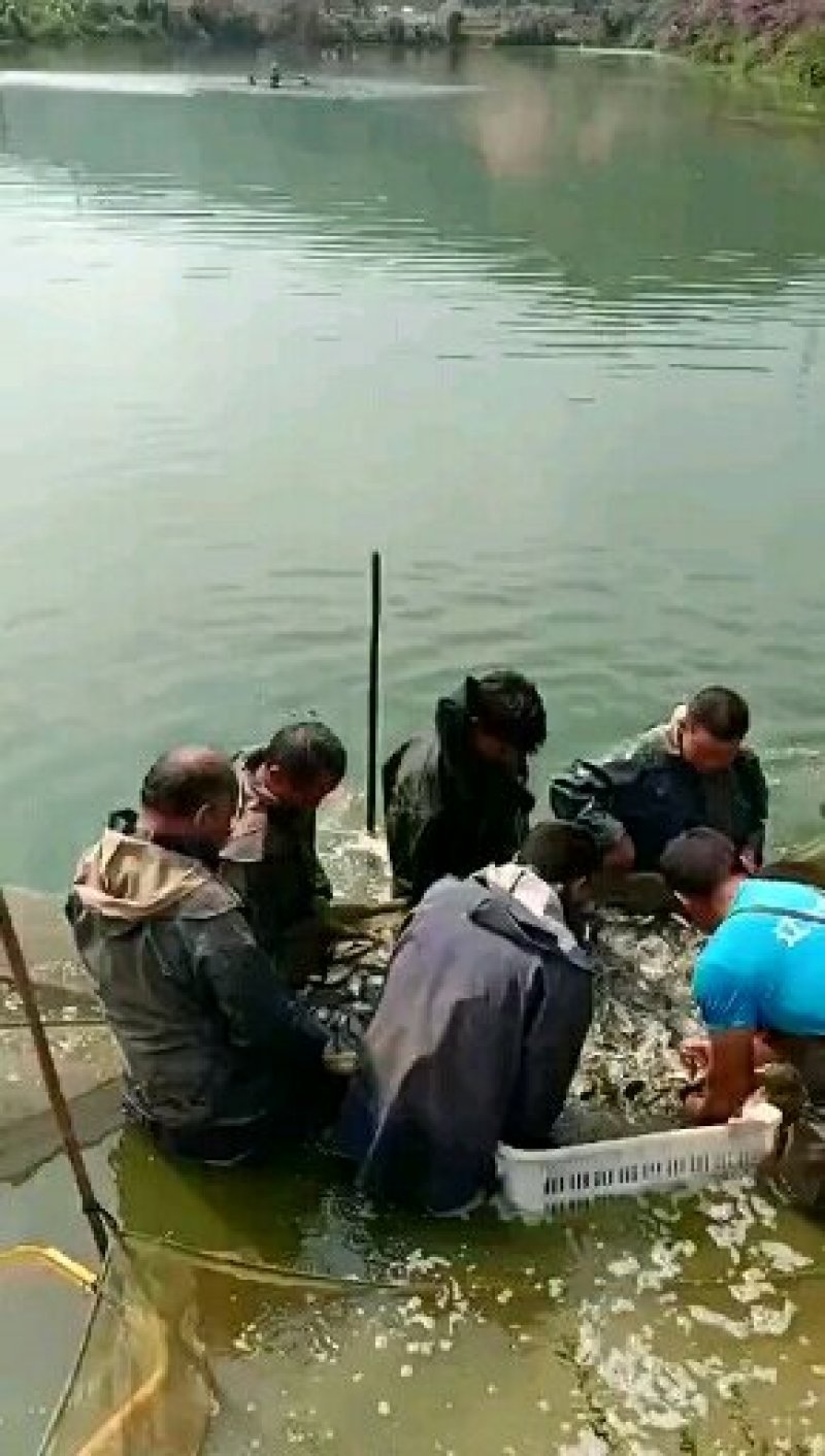 裸鲤苗，成品裸鲤，量大可以免费送货，基地直供
