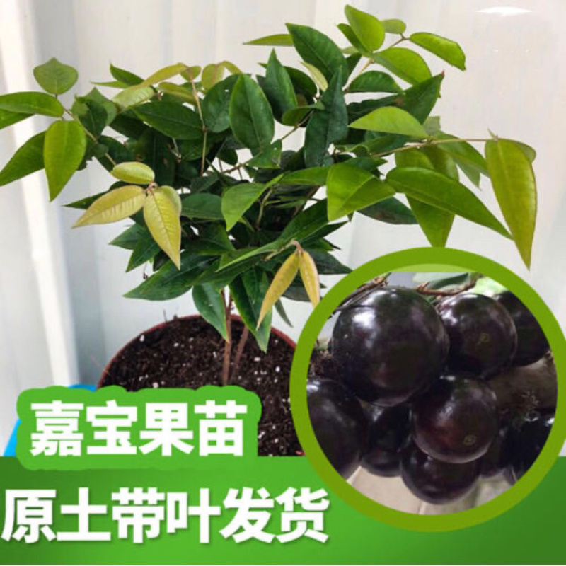 正宗四季早生嘉宝果正品保证假一赔十带叶带土发货