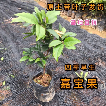 正宗四季早生嘉宝果正品保证假一赔十带叶带土发货