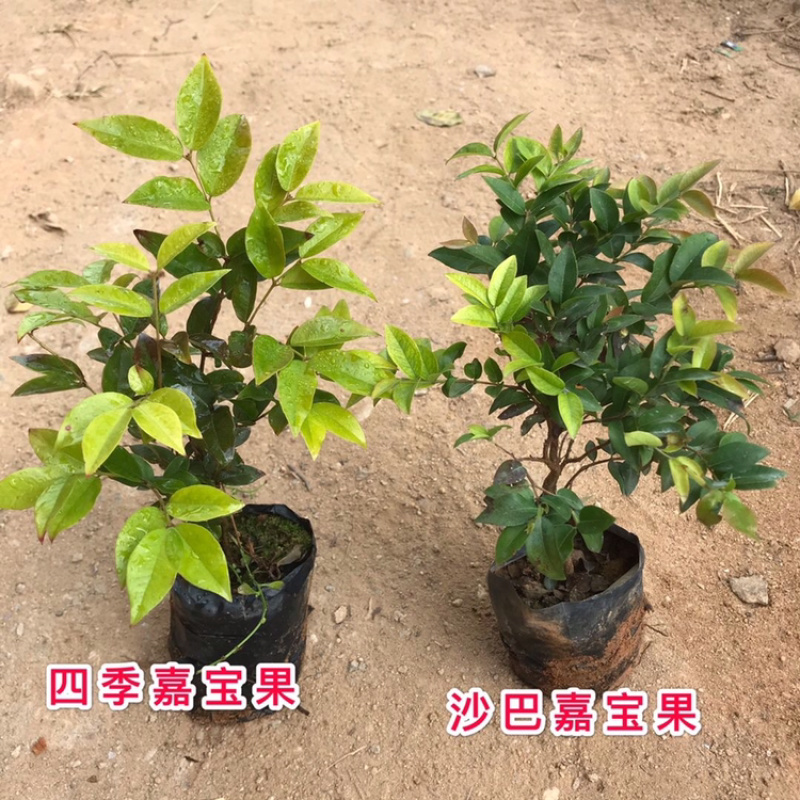 正宗四季早生嘉宝果正品保证假一赔十带叶带土发货