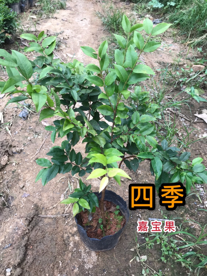正宗四季早生嘉宝果正品保证假一赔十带叶带土发货