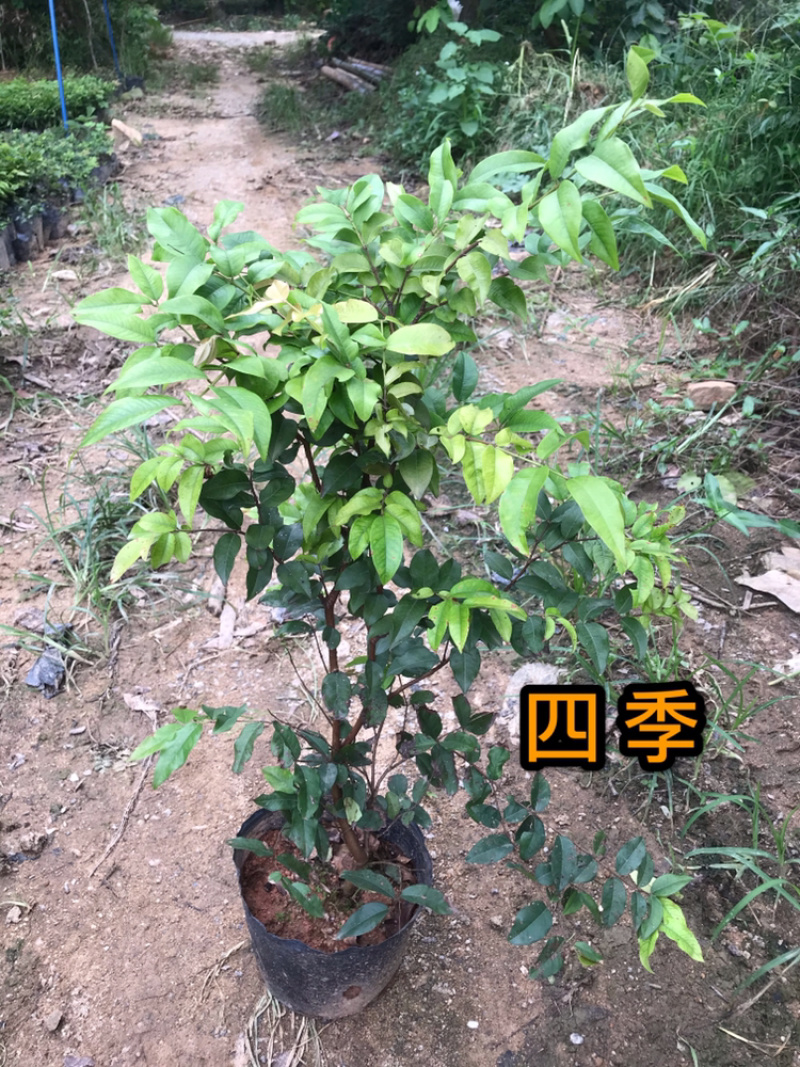 正宗四季早生嘉宝果正品保证假一赔十带叶带土发货
