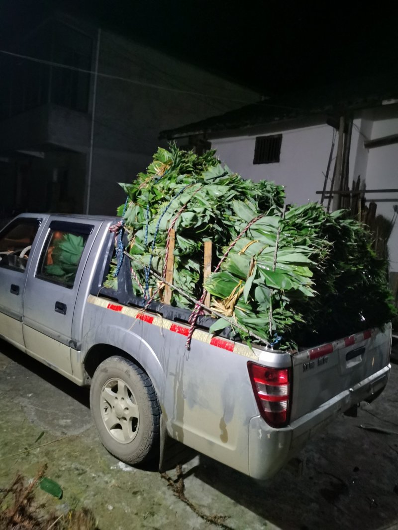 新鲜天然粽叶
