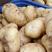 山东优质荷兰十五土豆，黄心土豆大量上市，质优价廉欢迎选购