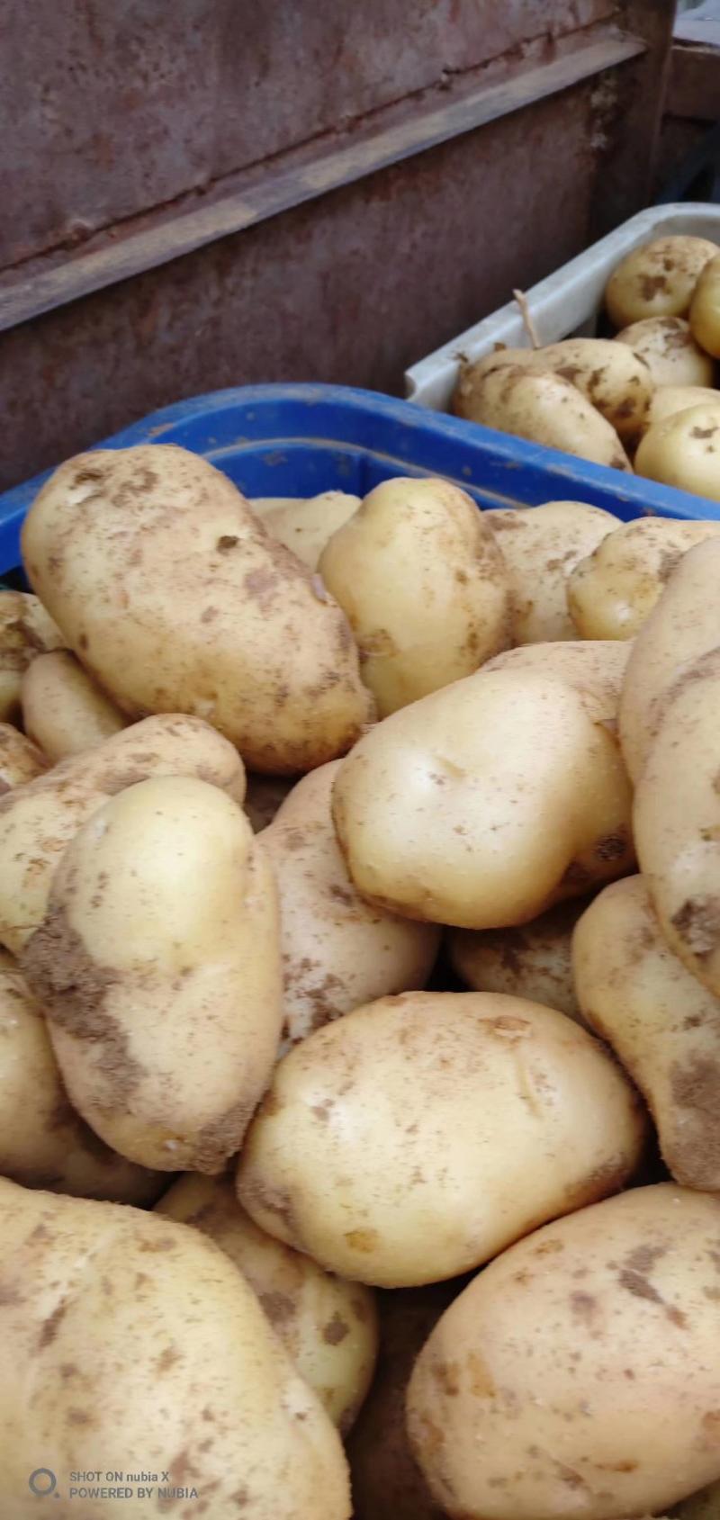 山东优质荷兰十五土豆，黄心土豆大量上市，质优价廉欢迎选购