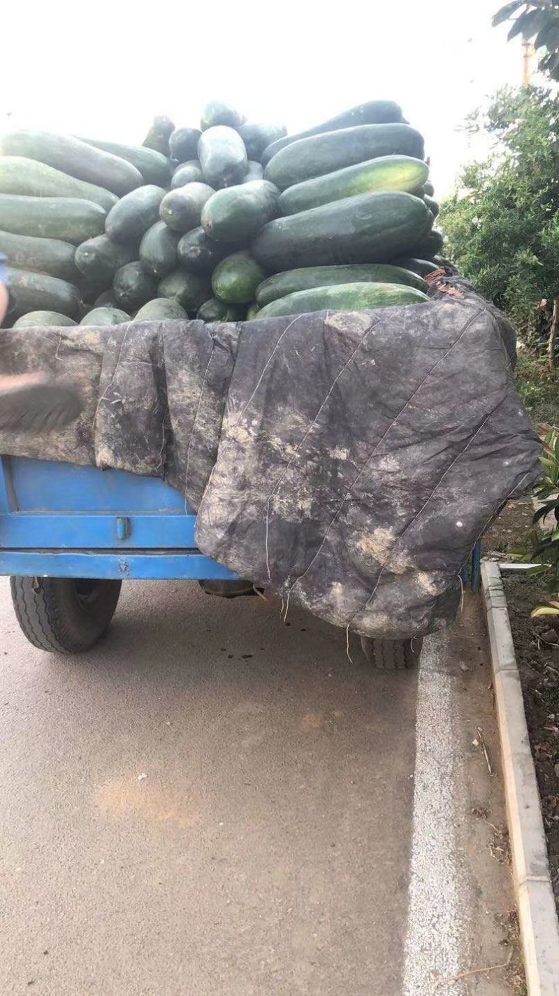 山东黑皮冬瓜大量供应！产地直销！一手货！瓜型好！耐运输