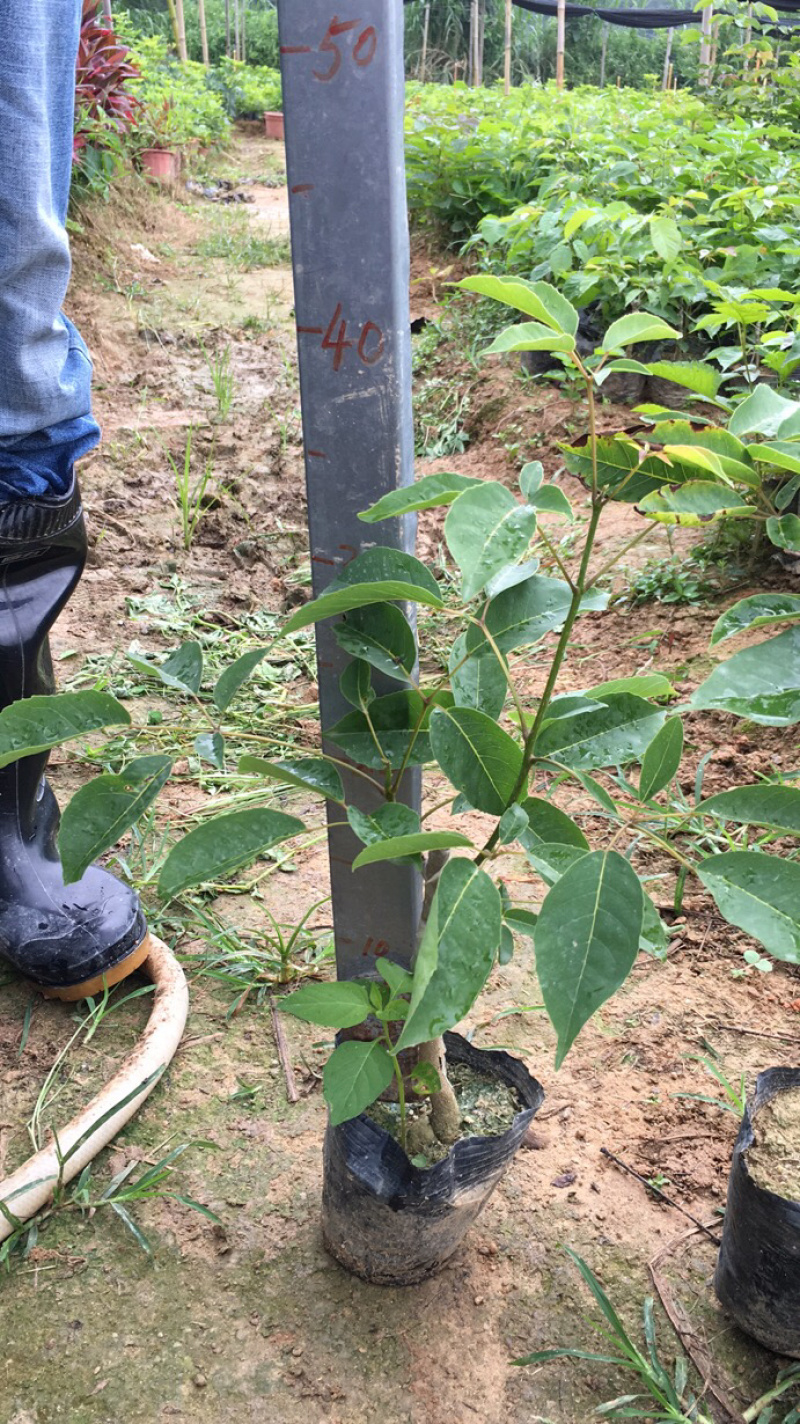 供应紫花风铃树苗，多花紫花风铃，绣球紫花风铃苗