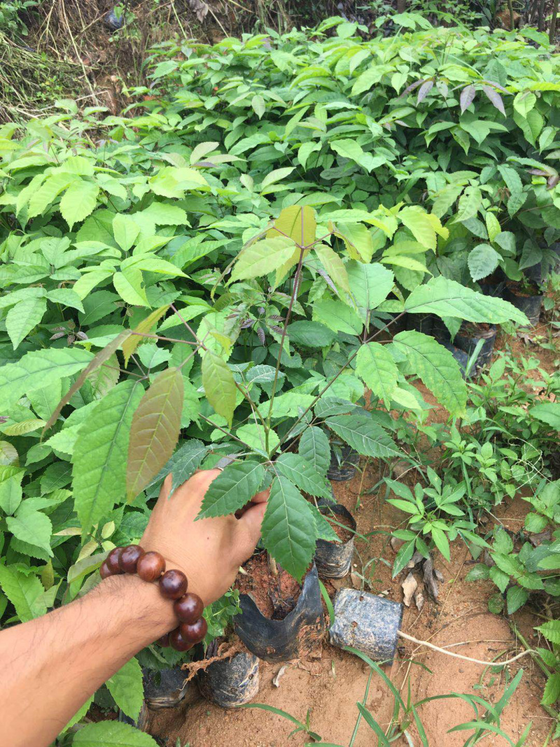 供应紫花风铃树苗，多花紫花风铃，绣球紫花风铃苗