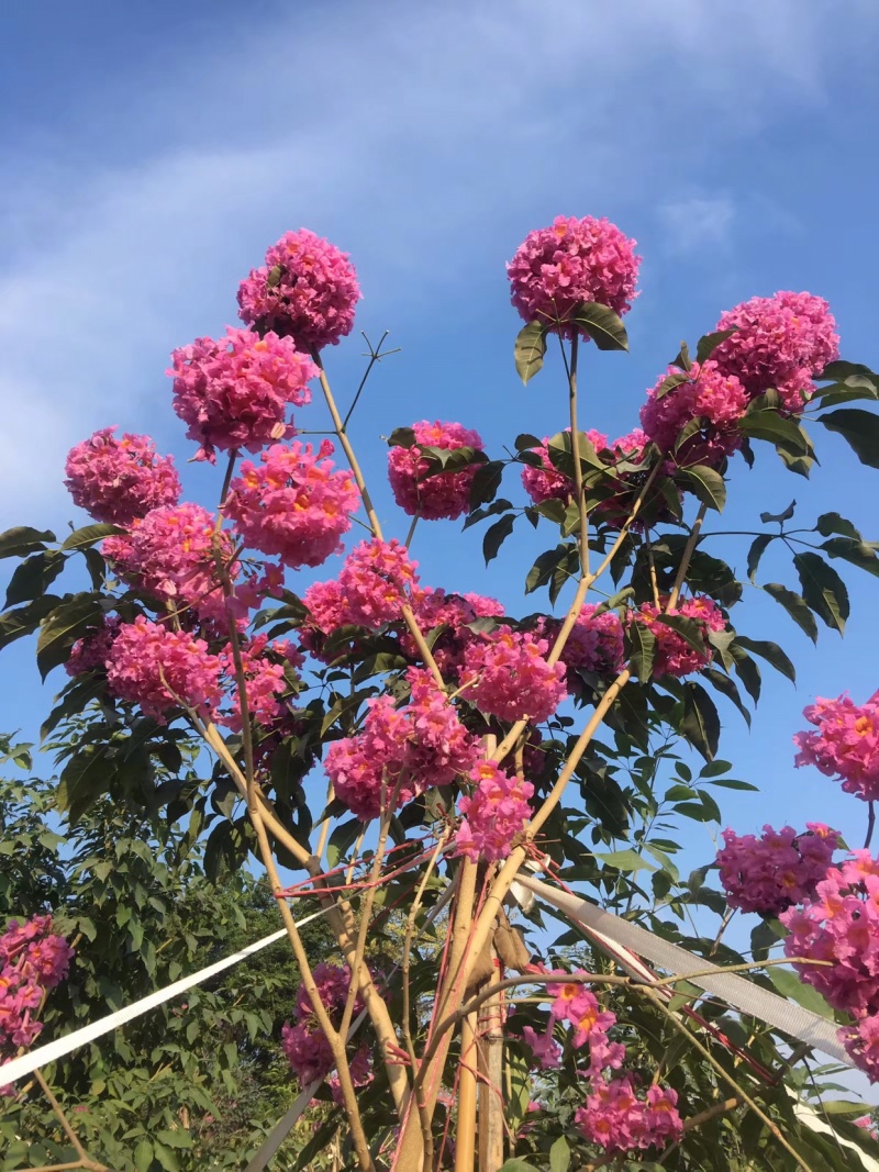 供应紫花风铃树苗，多花紫花风铃，绣球紫花风铃苗