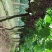 夏黑葡萄