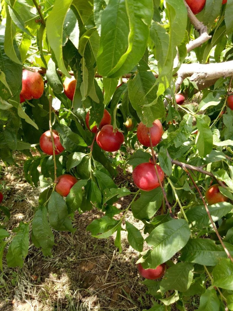 油桃桃子产地直销价格低口感好